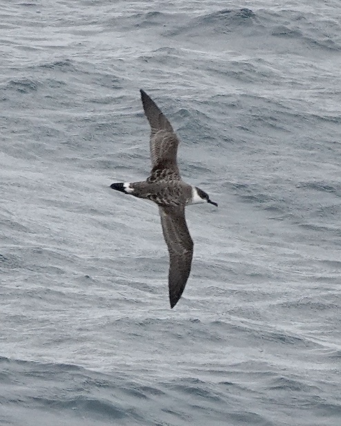great shearwater
